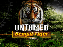 Untamed Bengal Tiger